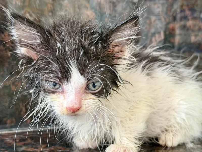 A baby medium-sized female Black & White / Tuxedo Domestic Long Hair cat named Brain Bonded Pair for adoption in Chicago, IL