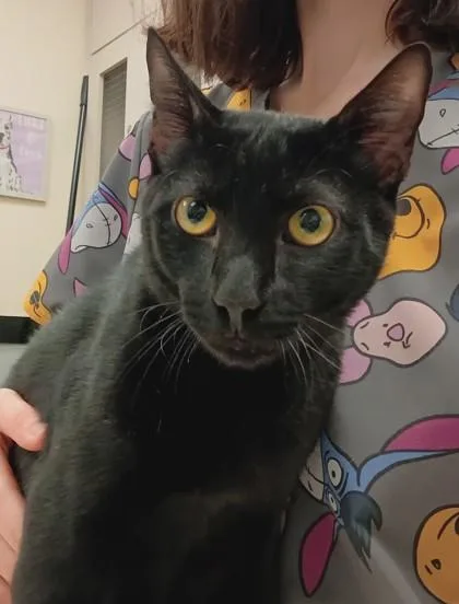 A young small-sized male Domestic Short Hair cat named Bolt for adoption in Palm Coast, FL