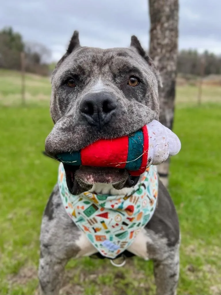 An adult large-sized male Mixed Breed dog named Theo for adoption in Menomonie, WI