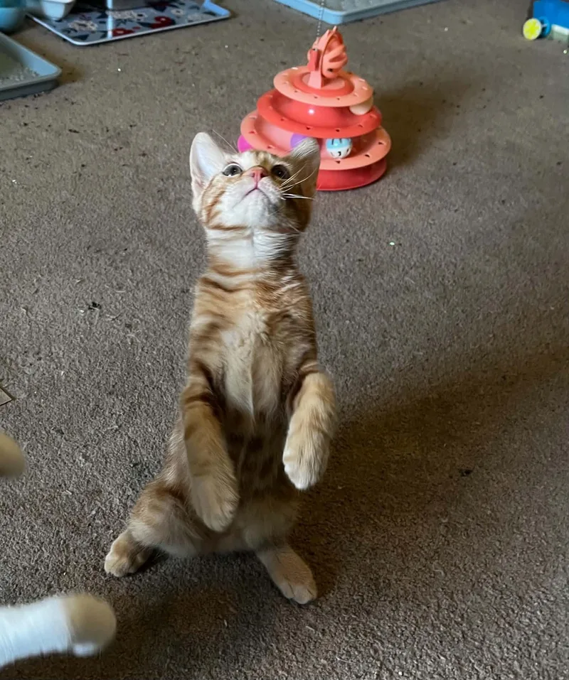 Pancake
