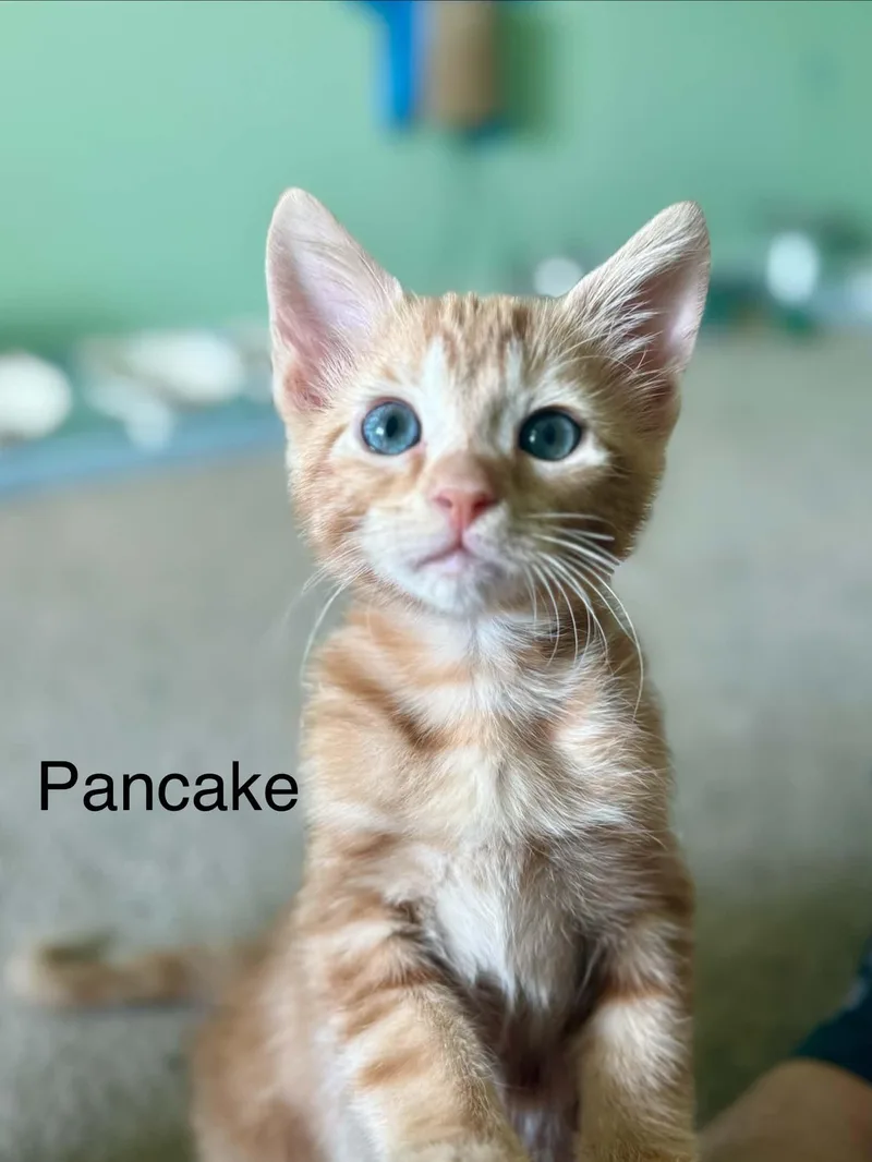 Pancake thumbnail 5