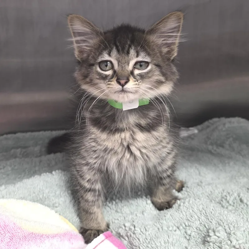 A baby small-sized female Brown / Chocolate Domestic Short Hair cat named Dobbie Arywan for adoption in Fort Wayne, IN