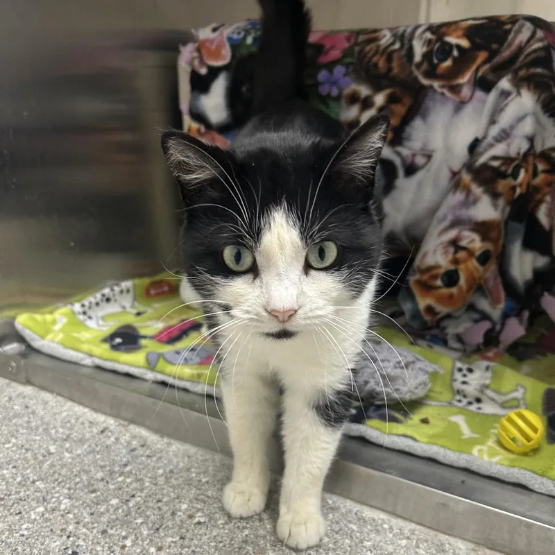 Baritone thumbnail 2