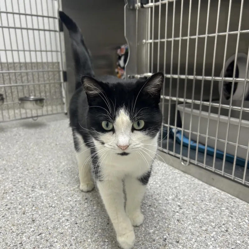 Baritone thumbnail 3