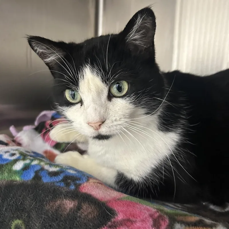 Baritone thumbnail 4