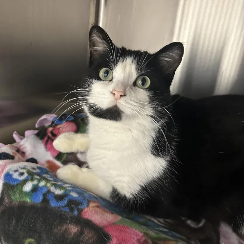 Baritone thumbnail 5