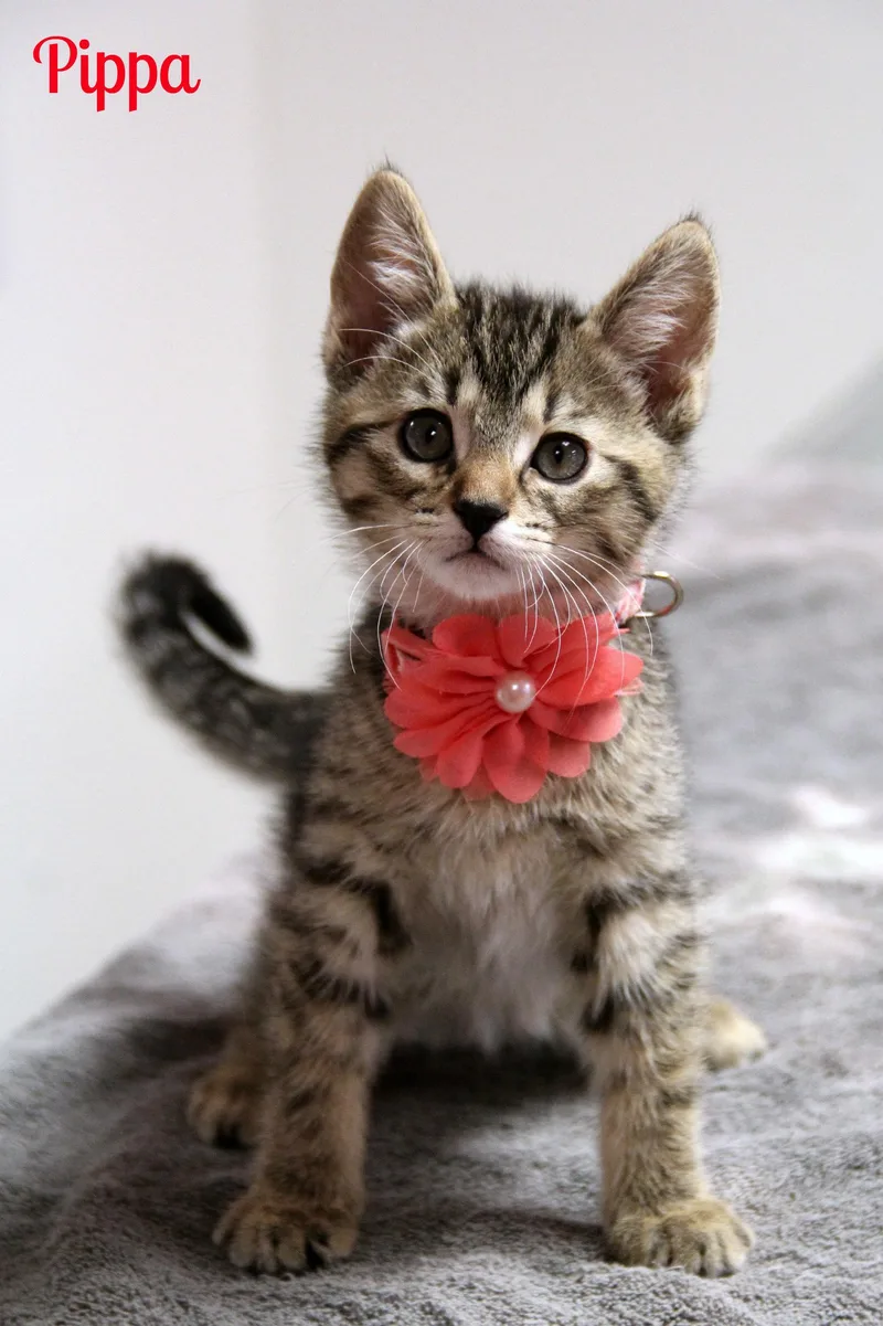 A baby medium-sized female Tabby (Brown / Chocolate) Domestic Short Hair cat named Pippa for adoption in Vinton, IA