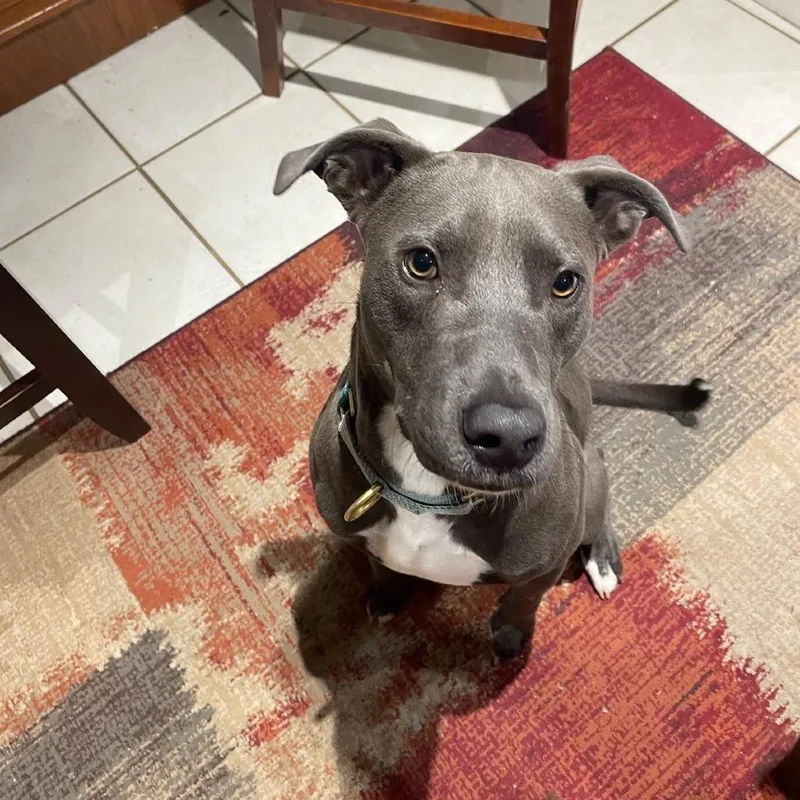 Chick N Biscuit thumbnail 2