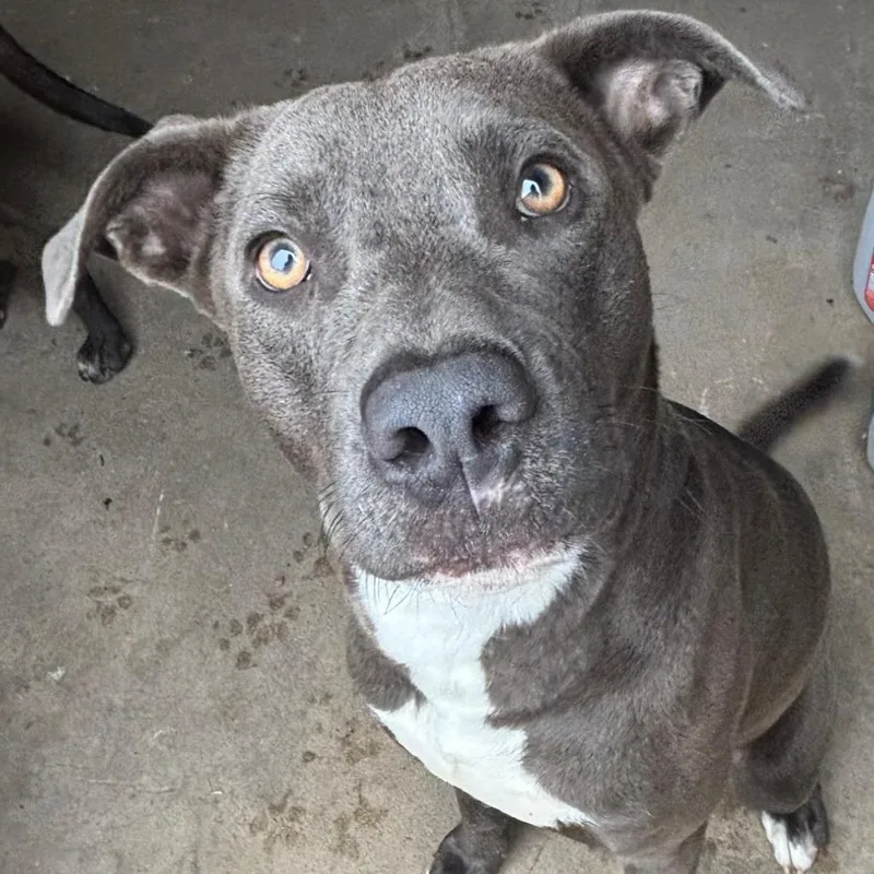 Chick N Biscuit thumbnail 3