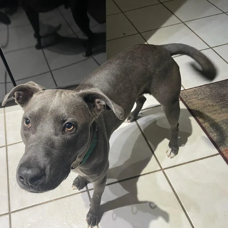 Chick N Biscuit thumbnail 4