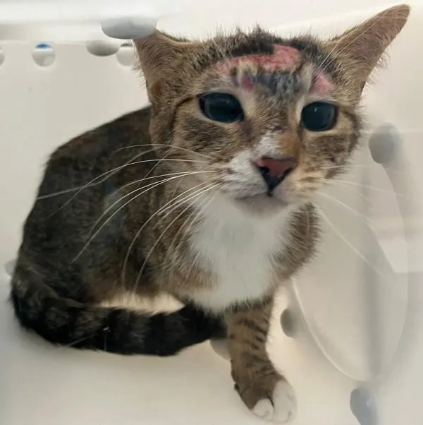 A young medium-sized female Domestic Short Hair cat named Morrigan for adoption in Staten Island, NY