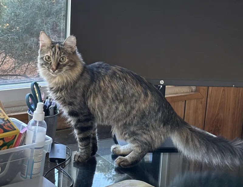 Princess Leia thumbnail 2