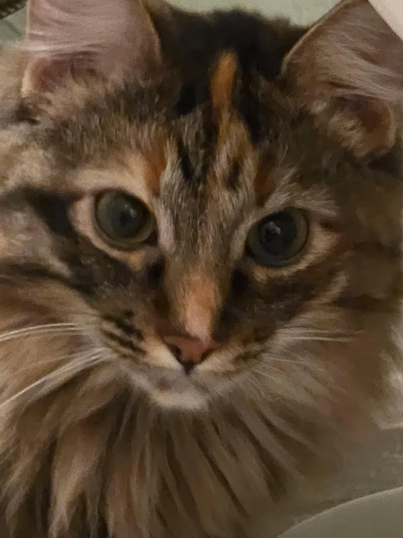 Princess Leia thumbnail 4