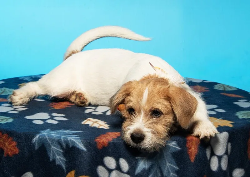 A baby medium-sized male Parson Russell Terrier dog named Henry for adoption in Cookeville, TN