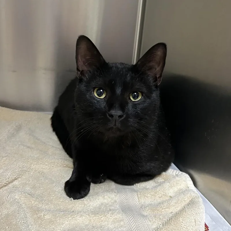 An adult large-sized male Black Domestic Short Hair cat named Zeke for adoption in Roxboro, NC