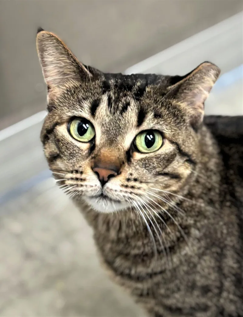 An adult medium-sized female Domestic Short Hair cat named Thermos for adoption in Iowa City, IA