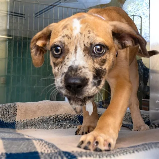 A baby small-sized female Catahoula Leopard Dog dog named Suzuki for adoption in St. Louis, MO