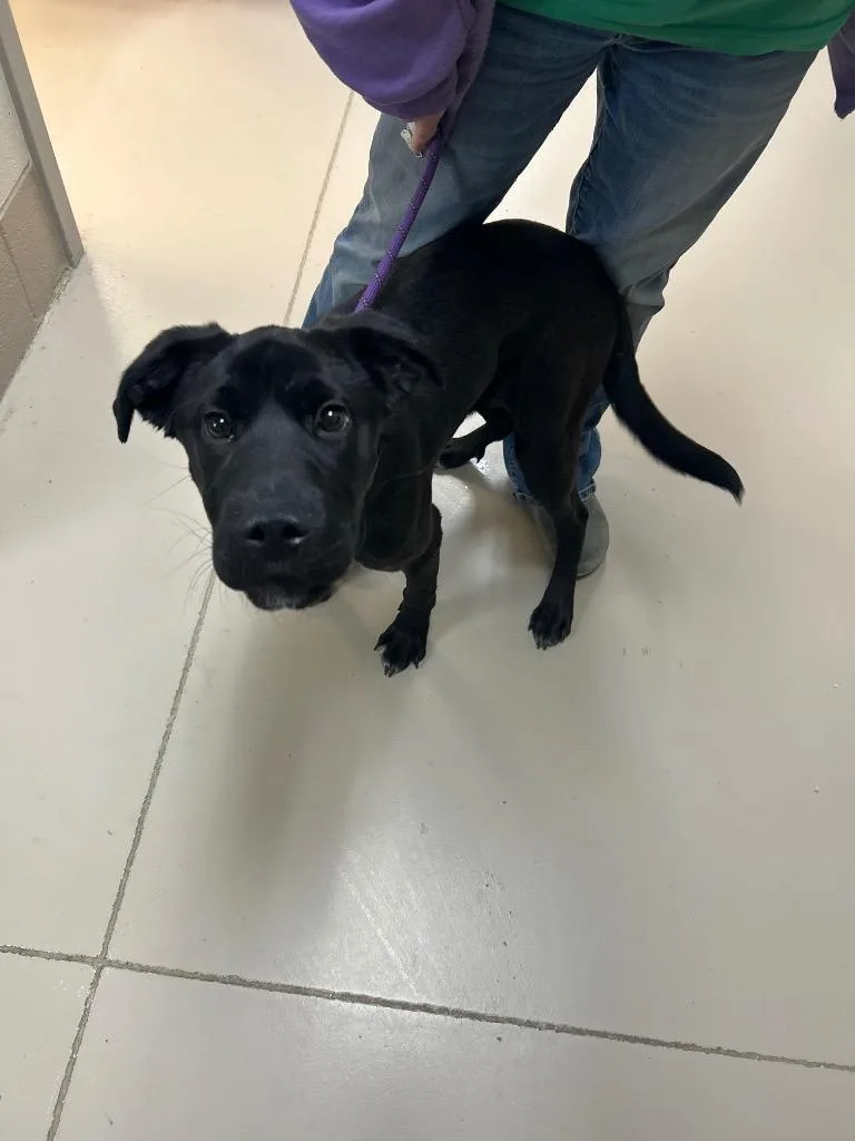 A baby medium-sized female Labrador Retriever dog named Rya for adoption in Johnson City, TN