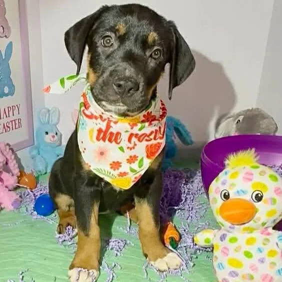 A baby large-sized female Labrador Retriever dog named Penny for adoption in Grand Bay, AL