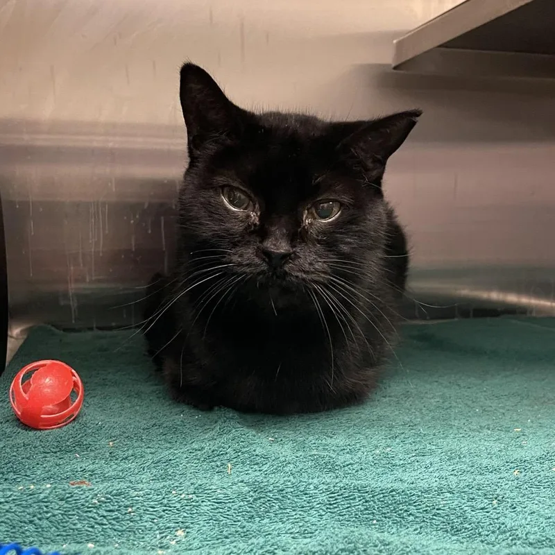An adult medium-sized female Black Domestic Short Hair cat named Raven for adoption in Bristol, IN
