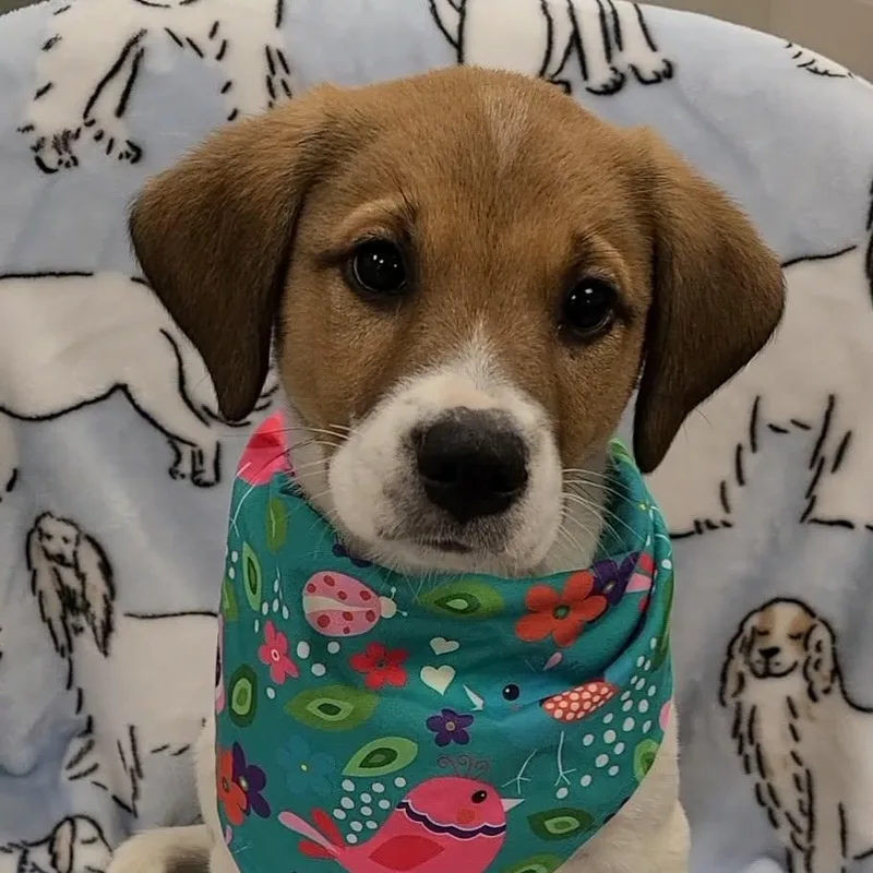 A young medium-sized male Beagle dog named Lucien for adoption in Woolwich, ME