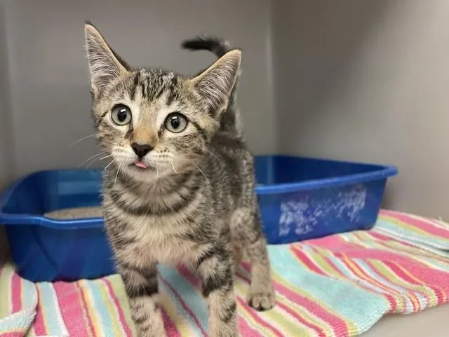 A baby small-sized male Domestic Short Hair cat named Felix for adoption in Salinas, CA