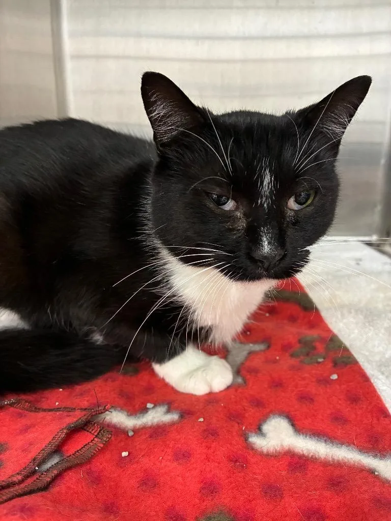 A young small-sized female Domestic Short Hair cat named Yahtzee for adoption in Hartsville, SC
