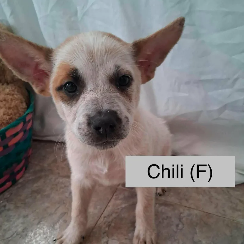 A baby medium-sized female Australian Cattle Dog / Blue Heeler dog named Chili for adoption in PLAINFIELD, CT