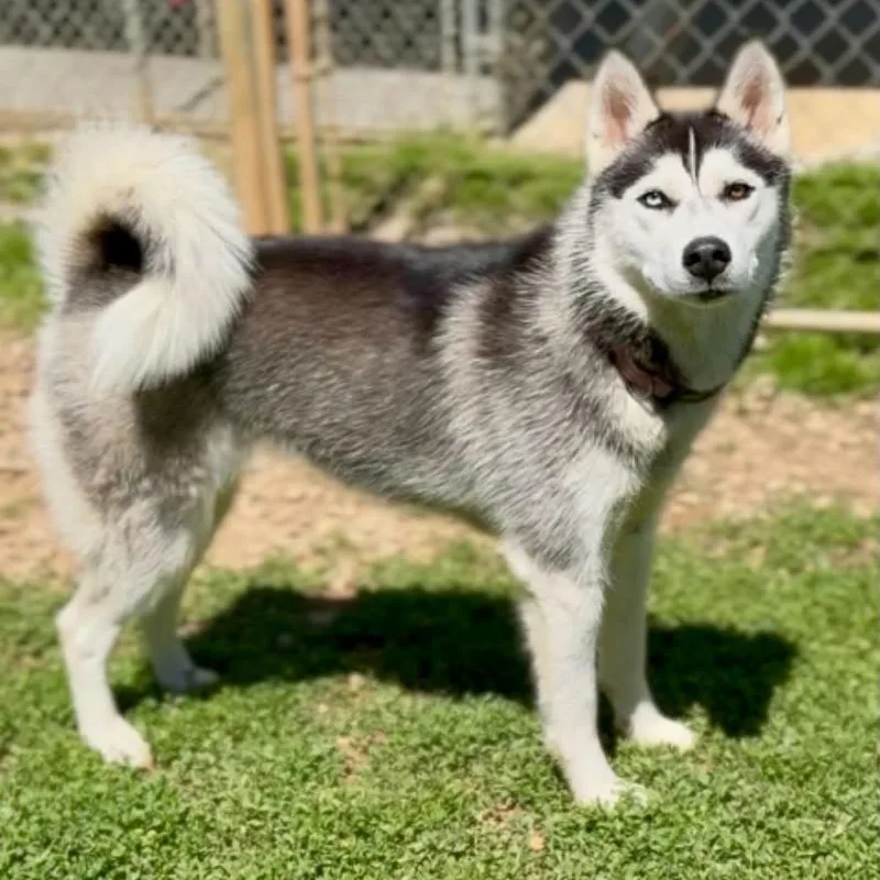 A young medium-sized female Black Husky dog named Sky for adoption in Washington Township, OH