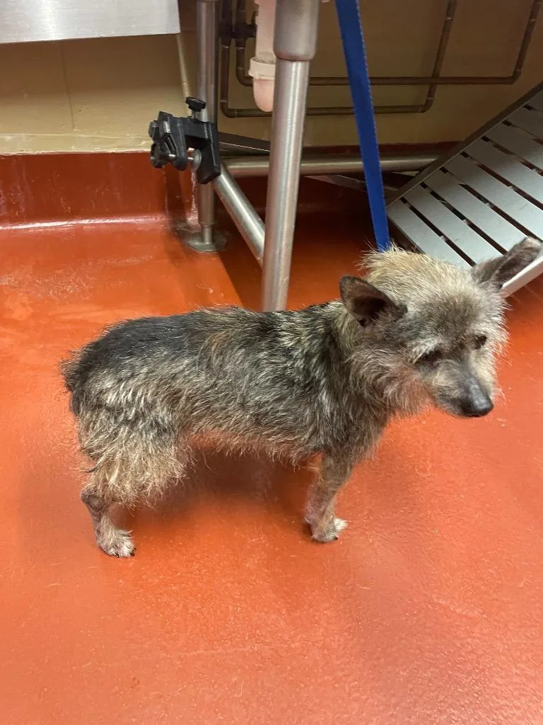 An adult small-sized male Mixed Breed dog named Samson for adoption in Douglasville, GA