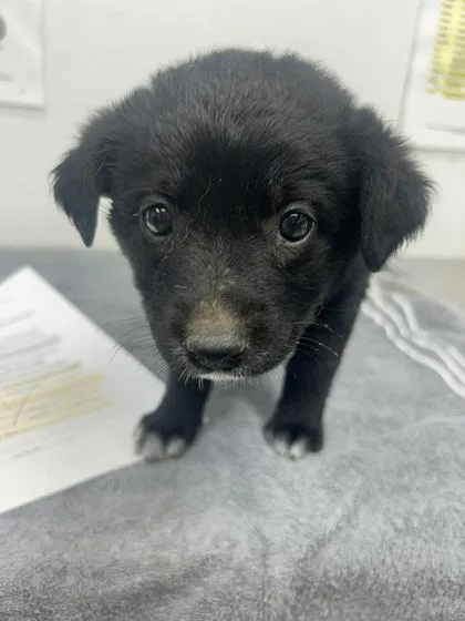 Pepper