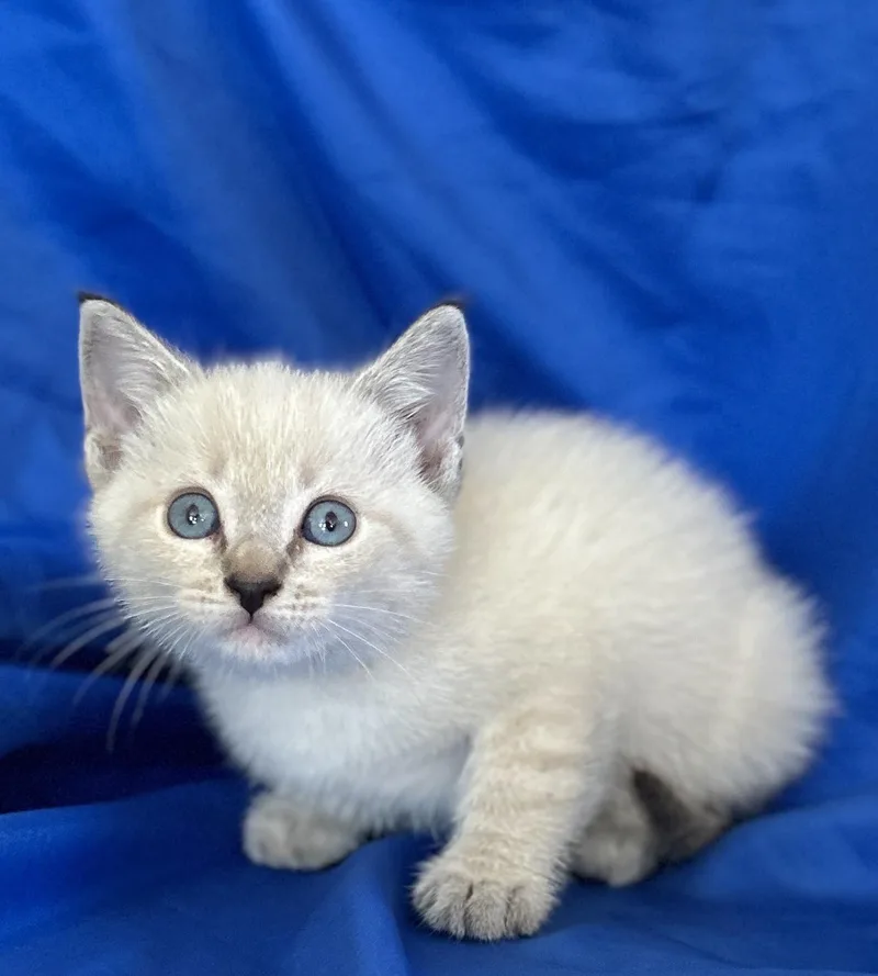 A baby medium-sized male Cream Point Siamese cat named Salem for adoption in Rowland Heights, CA