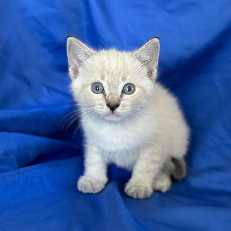 Salem thumbnail 2