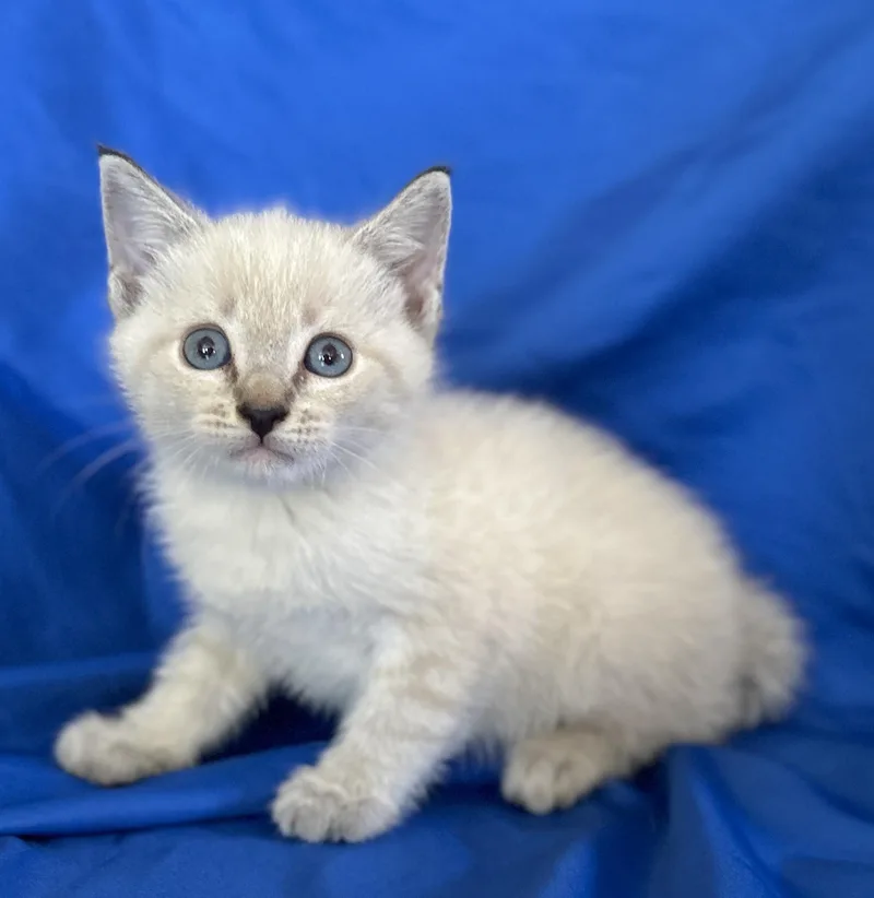 Salem thumbnail 3