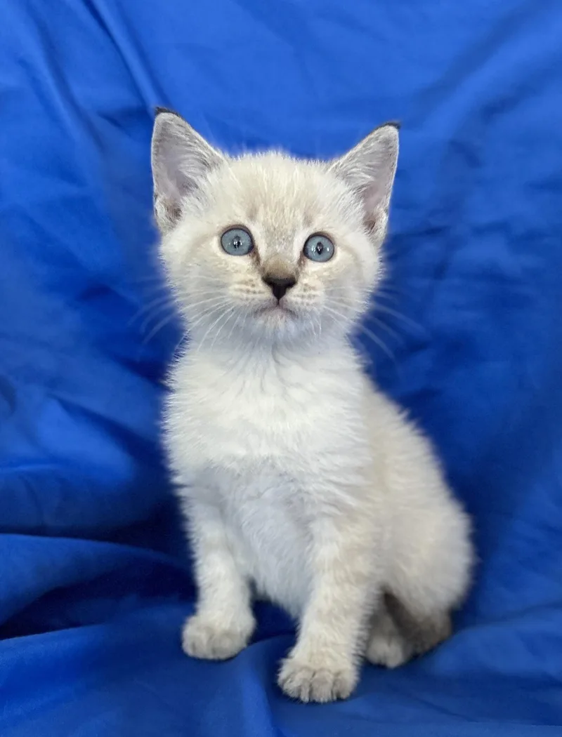 Salem thumbnail 4