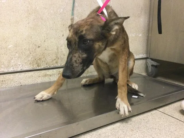 A young medium-sized female Belgian Shepherd / Malinois dog named Heidi for adoption in Riverside, CA