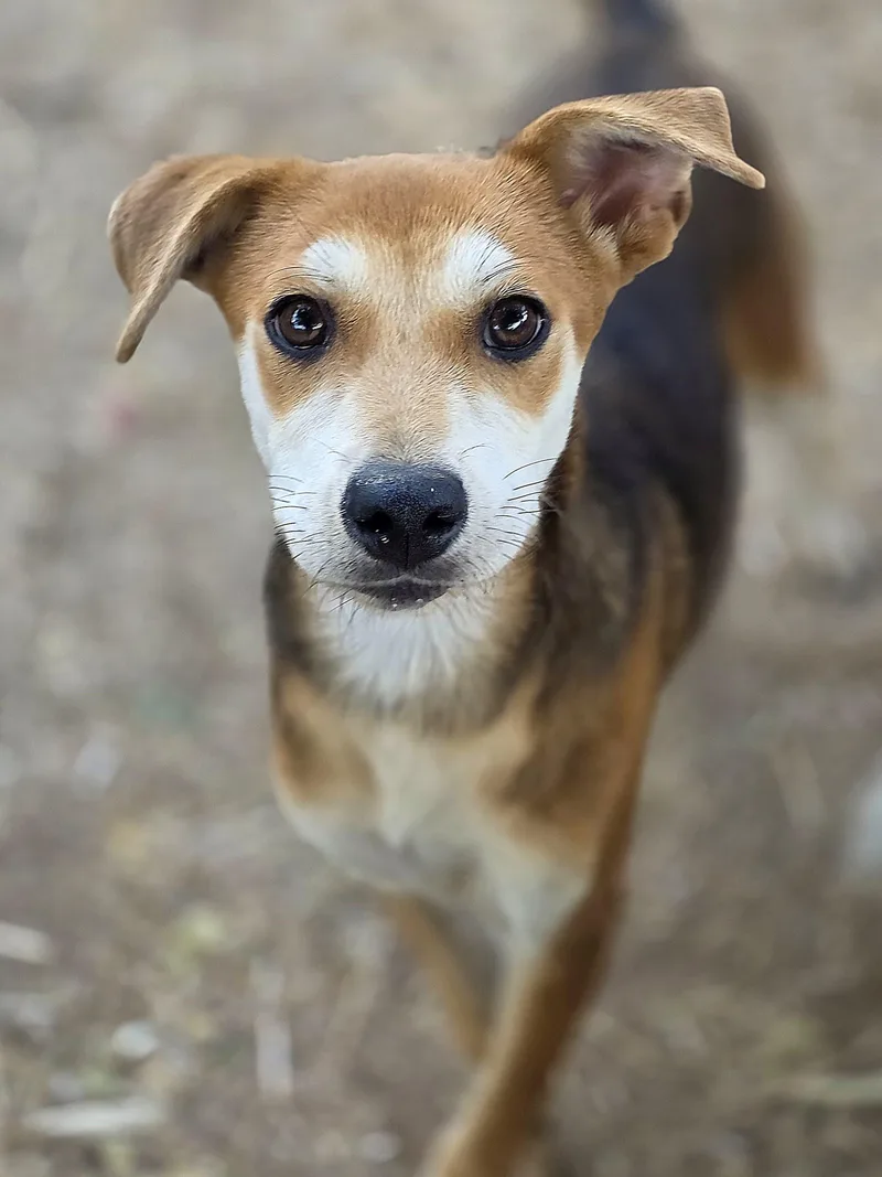 A baby small-sized female Terrier dog named Angelica for adoption in Penryn, CA