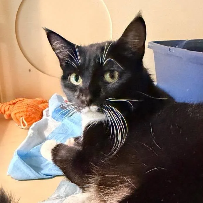 A young small-sized female Tuxedo cat named Eloise for adoption in Capshaw, AL
