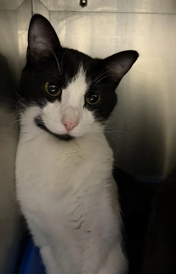 A young medium-sized male Domestic Short Hair cat named Zeke for adoption in Golden, CO