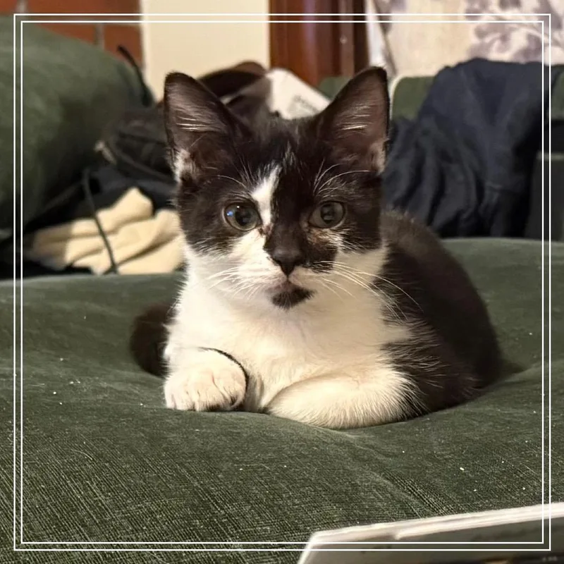 A baby small-sized male Brown / Chocolate Domestic Short Hair cat named Double OO aka for adoption in Monroe, MI