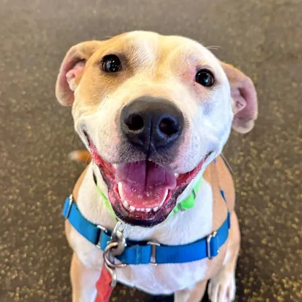 A young medium-sized female American Staffordshire Terrier dog named Harley for adoption in Walnut Creek, CA