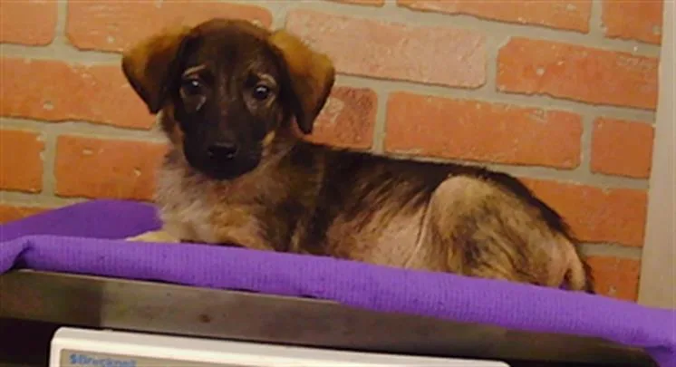 A baby small-sized female German Shepherd Dog dog named A for adoption in Houston, TX