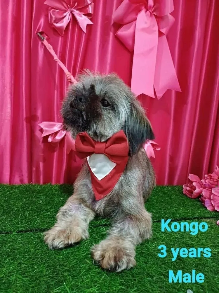 A young small-sized male Shih Tzu dog named Kongo for adoption in Cortez, CO