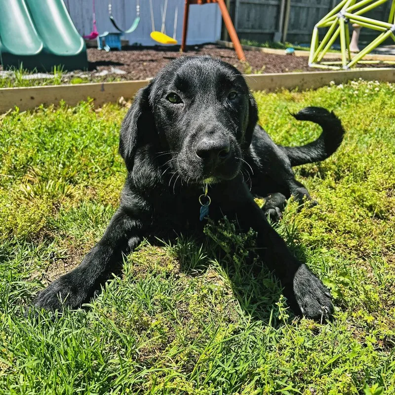 A young medium-sized male Black Labrador Retriever dog named Chopper for adoption in Wichita, KS