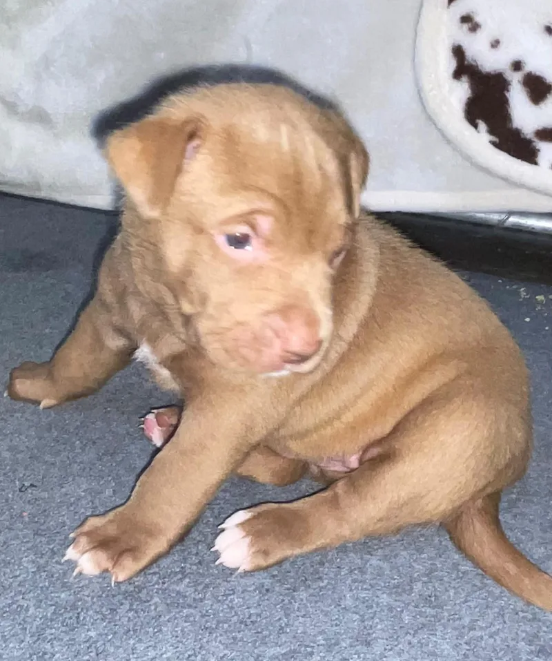 Opie