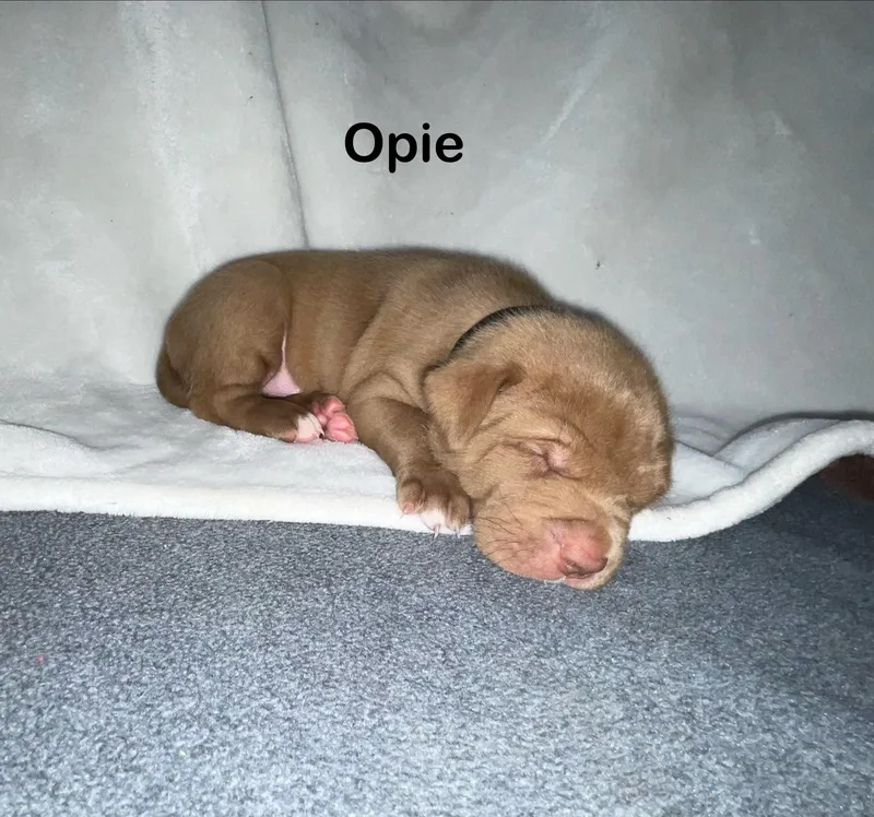 Opie thumbnail 2