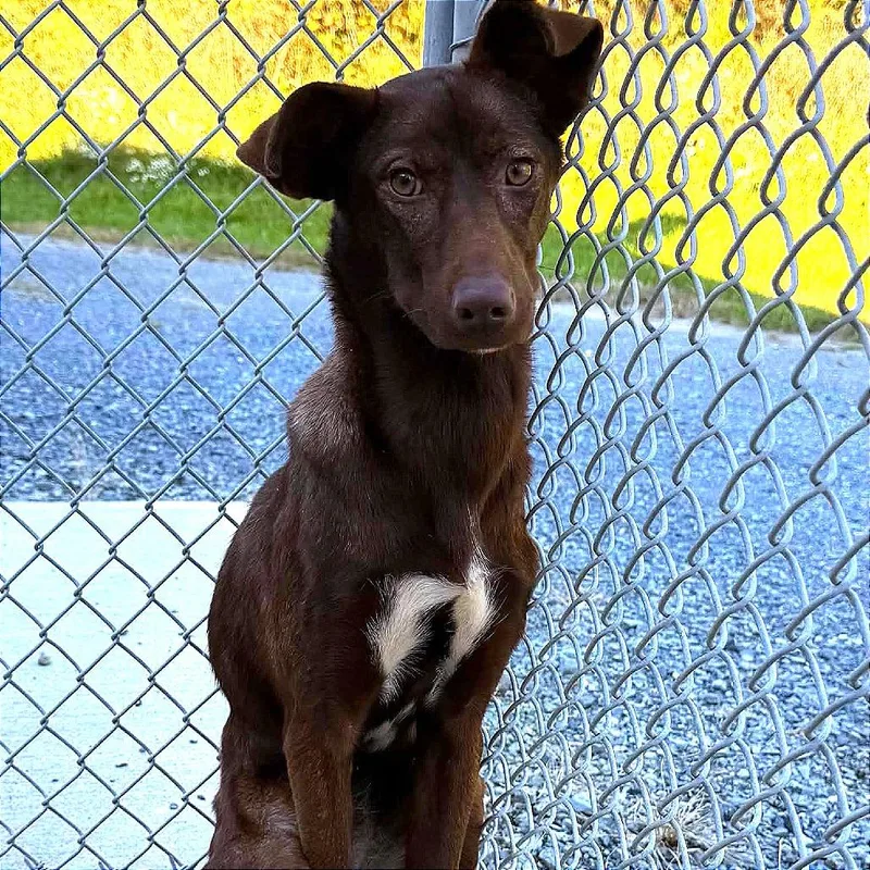 A young small-sized female Brown / Chocolate Labrador Retriever dog named Skye for adoption in Marion, VA