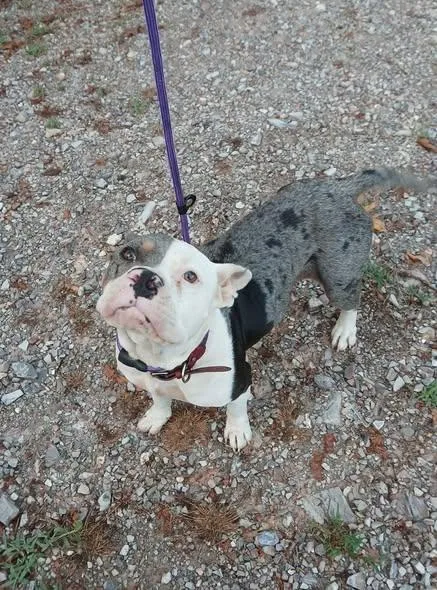 An adult medium-sized female White / Cream Pit Bull Terrier dog named Jolene for adoption in Lonsdale, AR