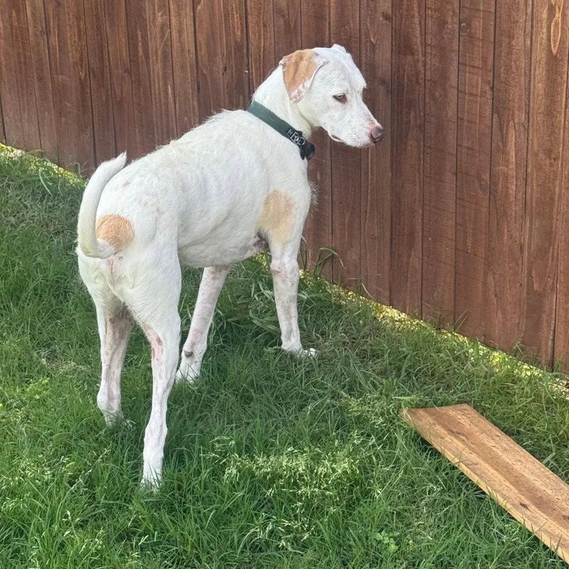 A senior medium-sized male Terrier dog named Toby Vii for adoption in Dallas, TX