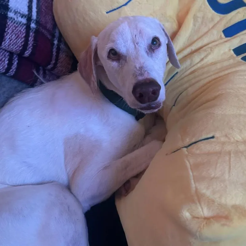 Toby Vii thumbnail 2